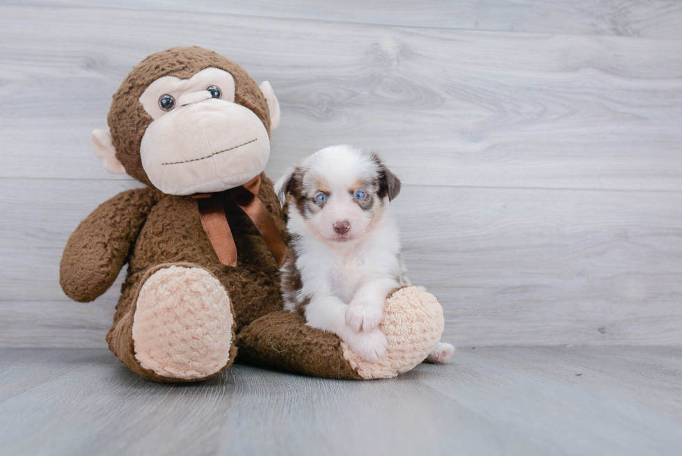 Friendly Mini Aussie Purebred Pup