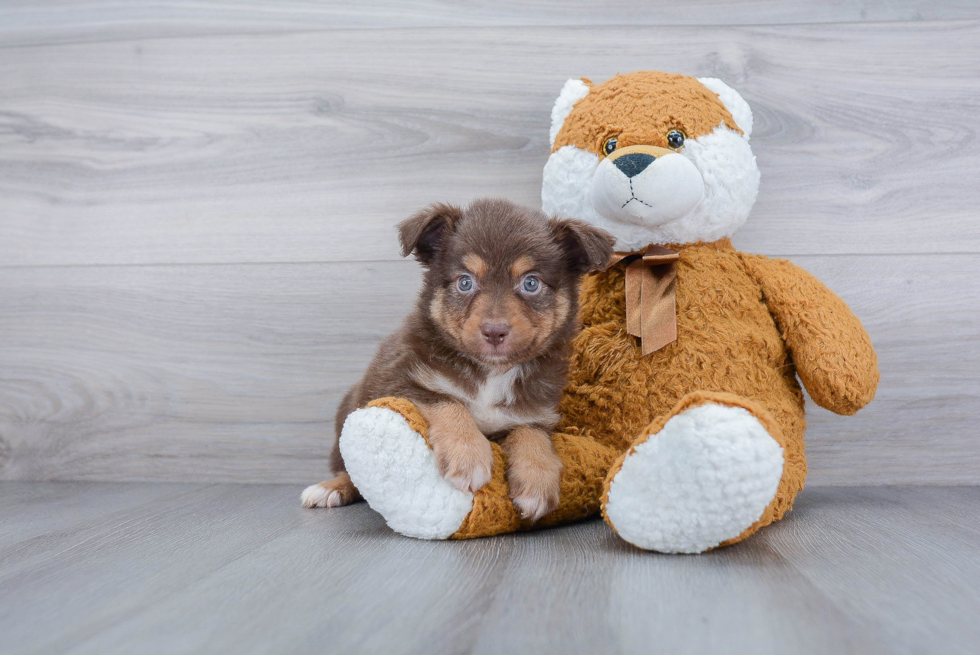 Funny Mini Aussie Purebred Pup