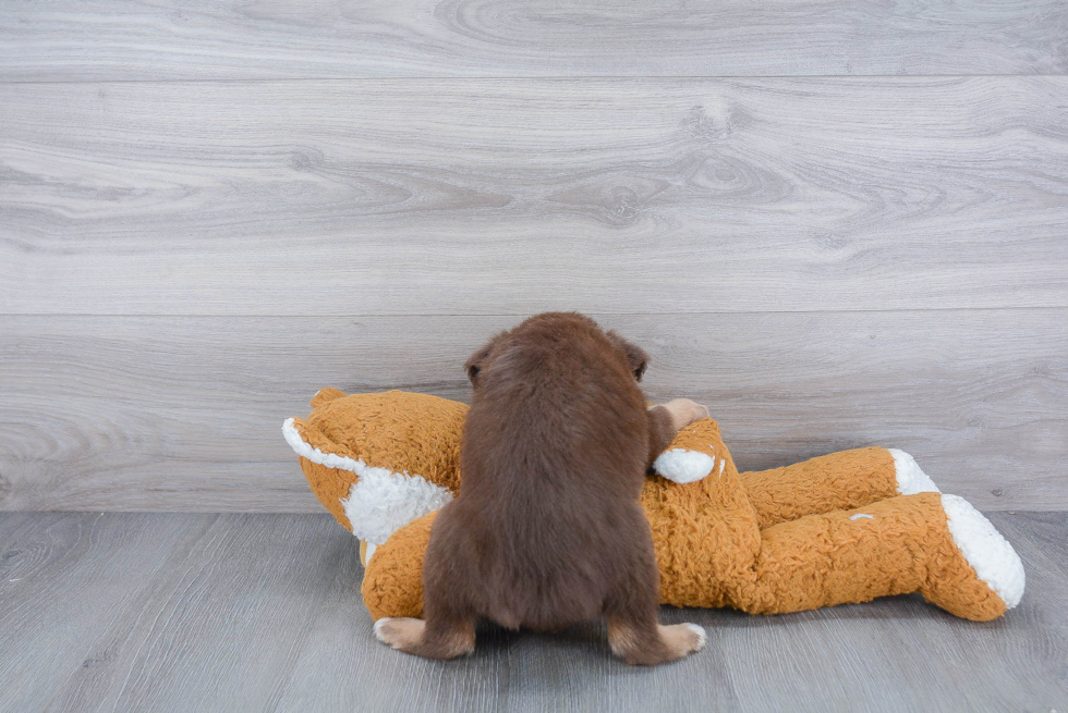 Mini Aussie Pup Being Cute