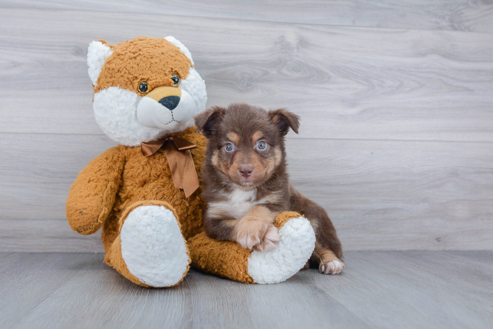 Playful Mini Aussie Purebred Pup