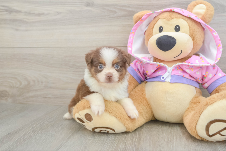 Cute Mini Australian Shepherd Purebred Puppy