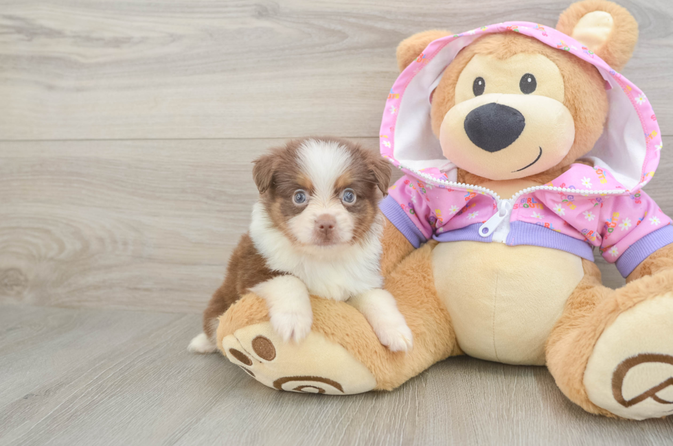 6 week old Mini Aussie Puppy For Sale - Premier Pups