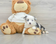 5 week old Mini Aussie Puppy For Sale - Premier Pups