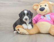 5 week old Mini Aussie Puppy For Sale - Premier Pups