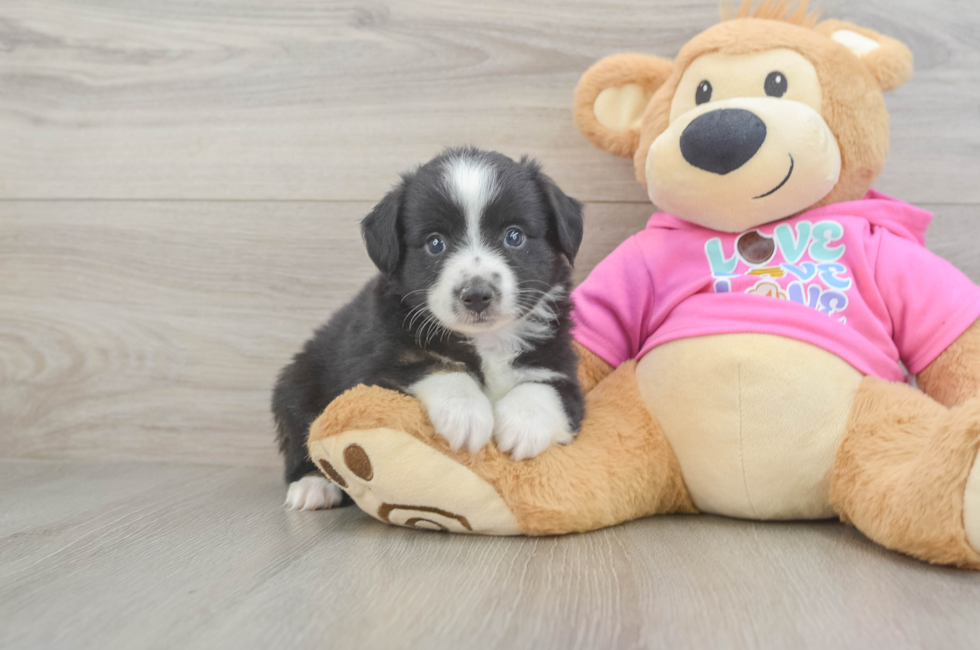 5 week old Mini Aussie Puppy For Sale - Premier Pups