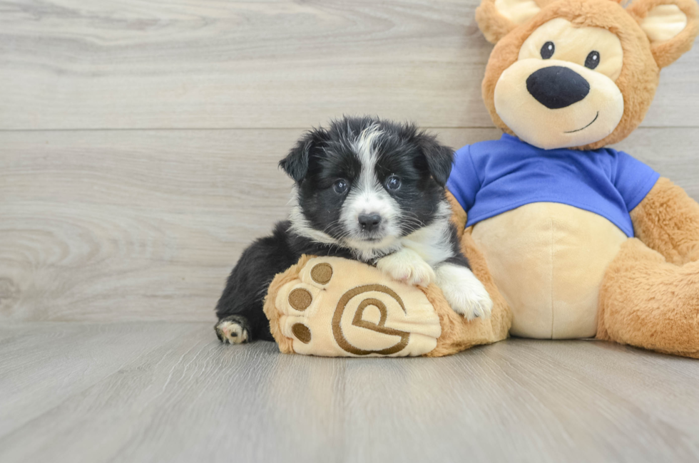 6 week old Mini Aussie Puppy For Sale - Premier Pups