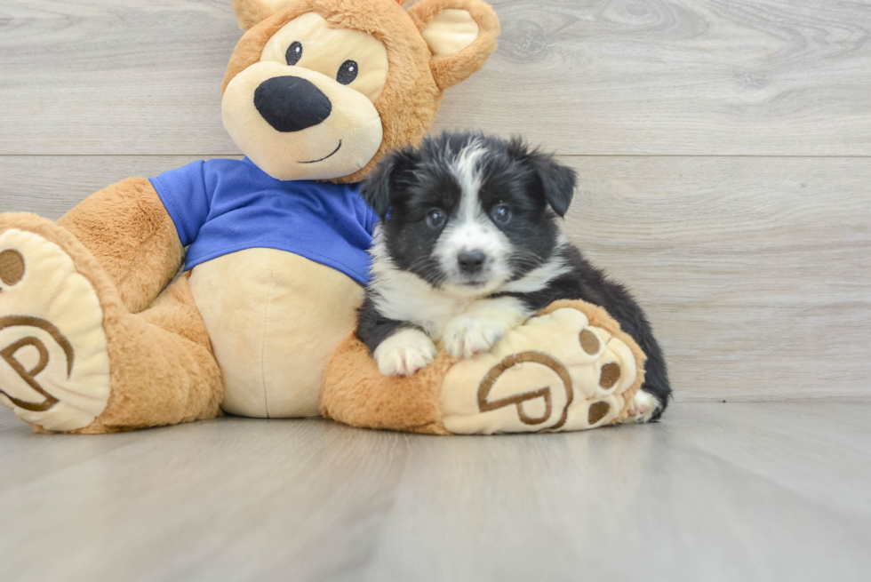 Mini Aussie Puppy for Adoption