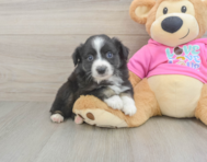 5 week old Mini Aussie Puppy For Sale - Premier Pups