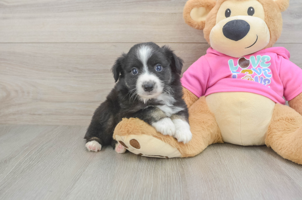 5 week old Mini Aussie Puppy For Sale - Premier Pups