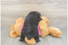 Funny Mini Aussie Purebred Pup