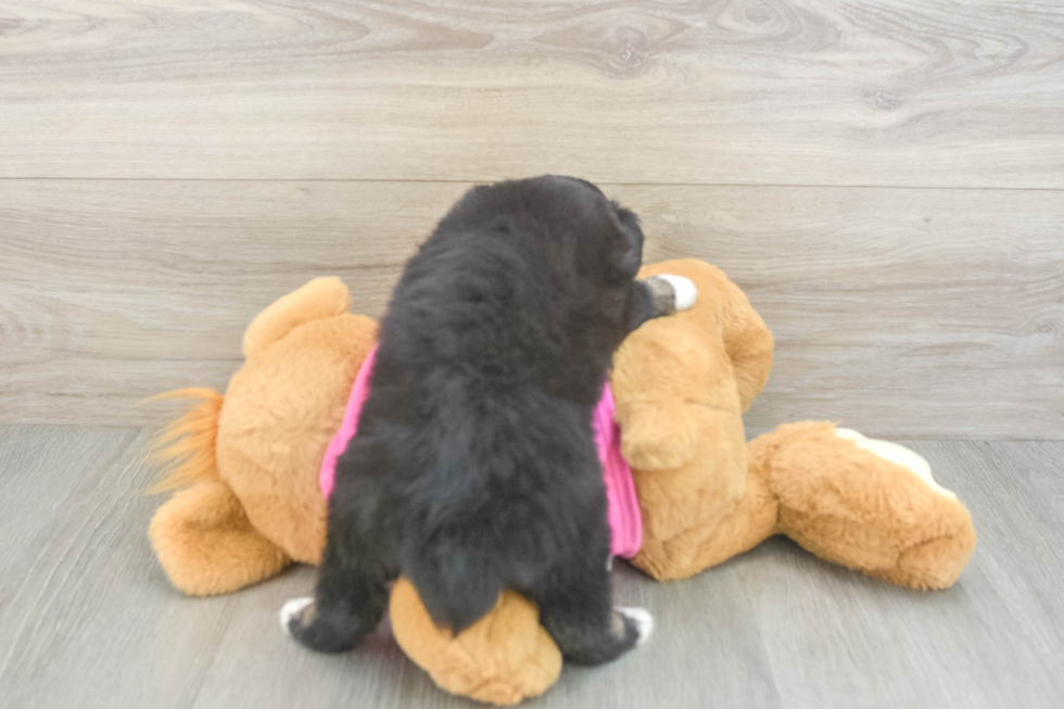 Funny Mini Aussie Purebred Pup