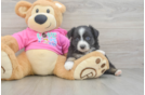 Popular Mini Aussie Baby
