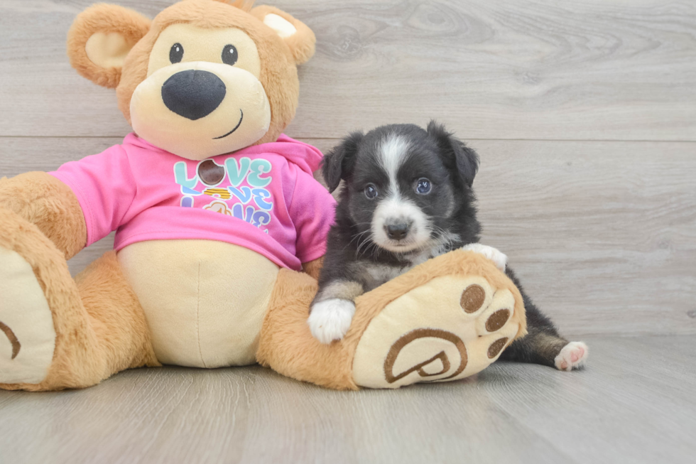 Popular Mini Aussie Baby