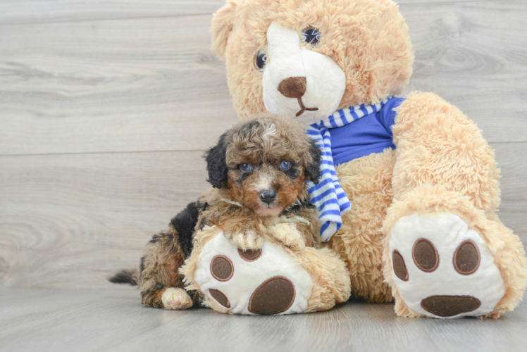 Mini Aussiedoodle Puppy for Adoption