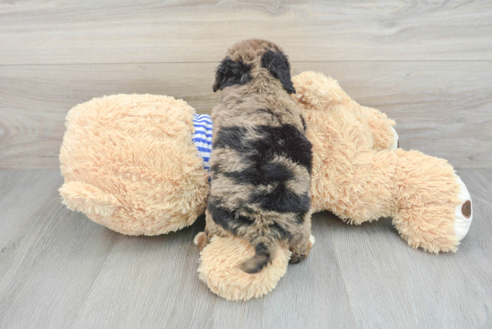 Mini Aussiedoodle Puppy for Adoption