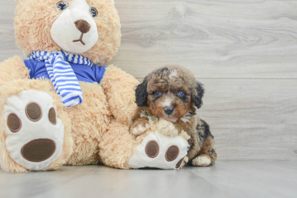 Petite Mini Aussiedoodle Poodle Mix Pup