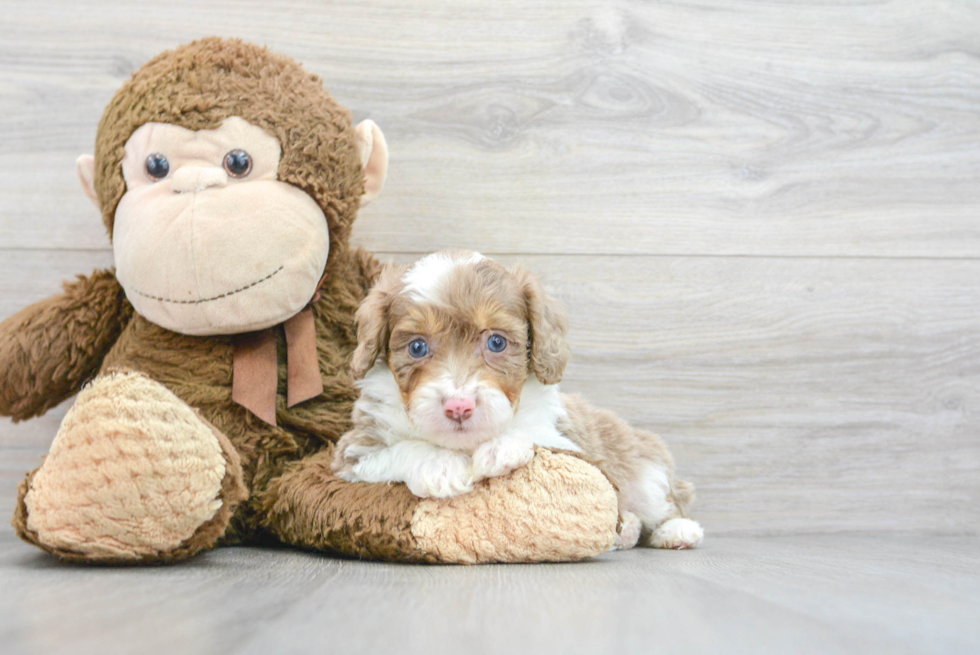 Mini Aussiedoodle Puppy for Adoption