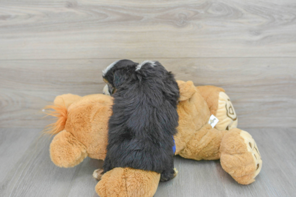 Mini Aussiedoodle Puppy for Adoption