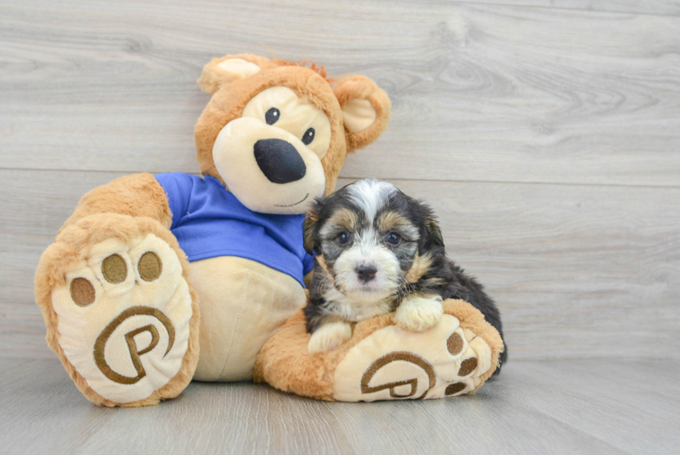 Mini Aussiedoodle Puppy for Adoption