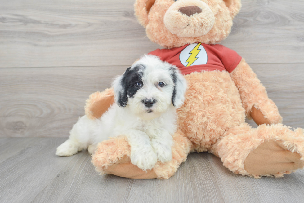 Mini Aussiedoodle Pup Being Cute