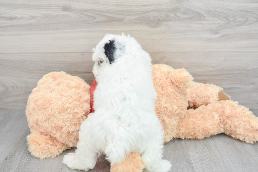 Adorable Aussiepoo Poodle Mix Puppy