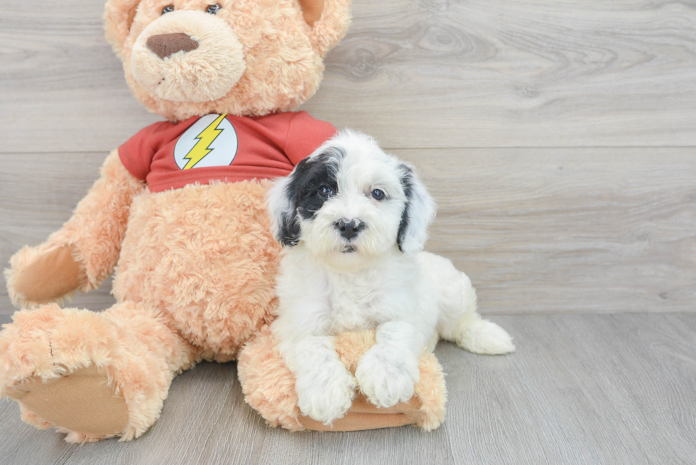 Mini Aussiedoodle Puppy for Adoption