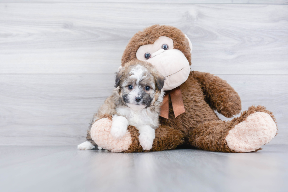 Best Mini Aussiedoodle Baby