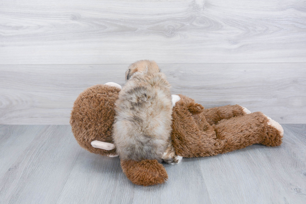 Adorable Aussiepoo Poodle Mix Puppy