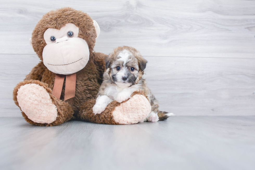 Best Mini Aussiedoodle Baby