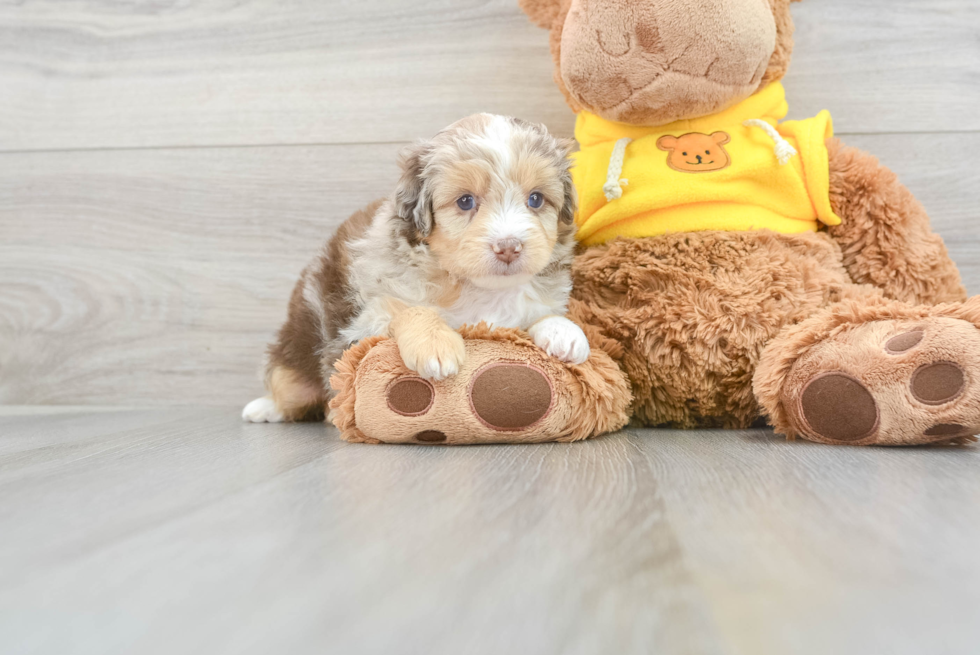 Happy Mini Aussiedoodle Baby