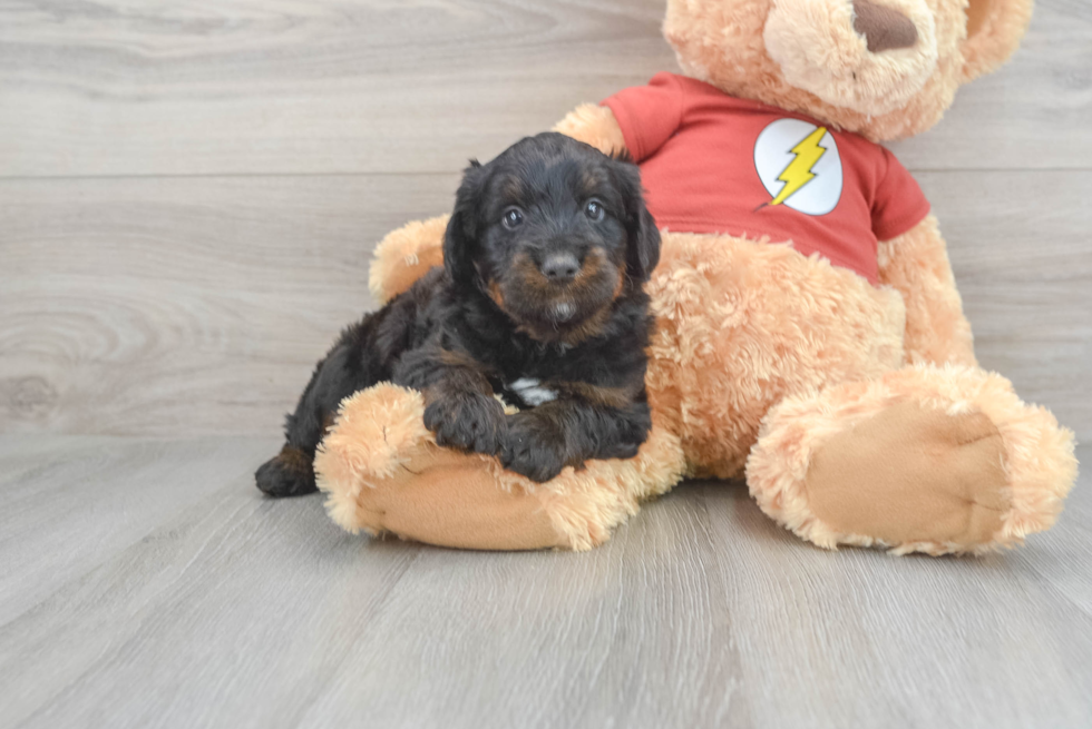 Funny Mini Aussiedoodle Poodle Mix Pup