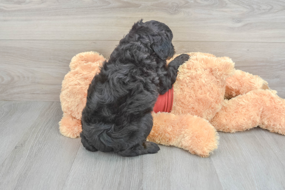 Adorable Aussiepoo Poodle Mix Puppy