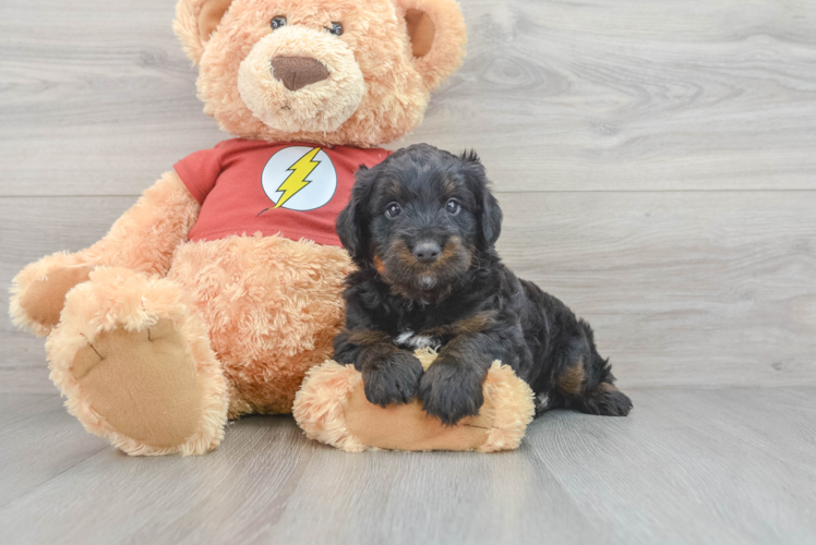 Sweet Mini Aussiedoodle Baby