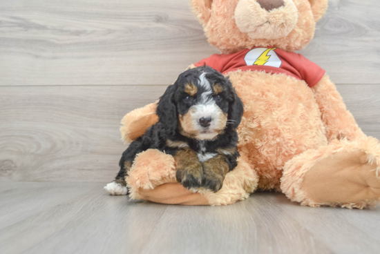 Mini Aussiedoodle Pup Being Cute