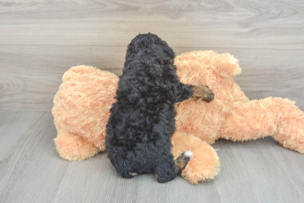 Energetic Aussiepoo Poodle Mix Puppy