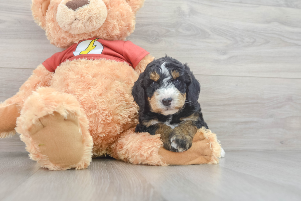 Mini Aussiedoodle Puppy for Adoption