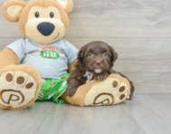 8 week old Mini Aussiedoodle Puppy For Sale - Premier Pups