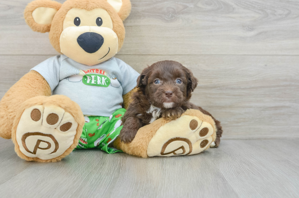 6 week old Mini Aussiedoodle Puppy For Sale - Premier Pups