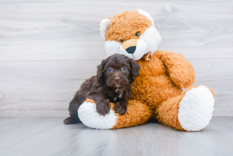 Mini Aussiedoodle Puppy for Adoption