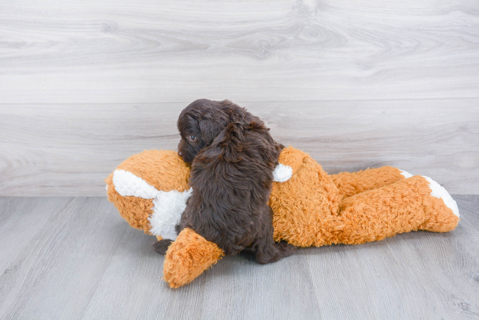 Cute Mini Aussiedoodle Baby