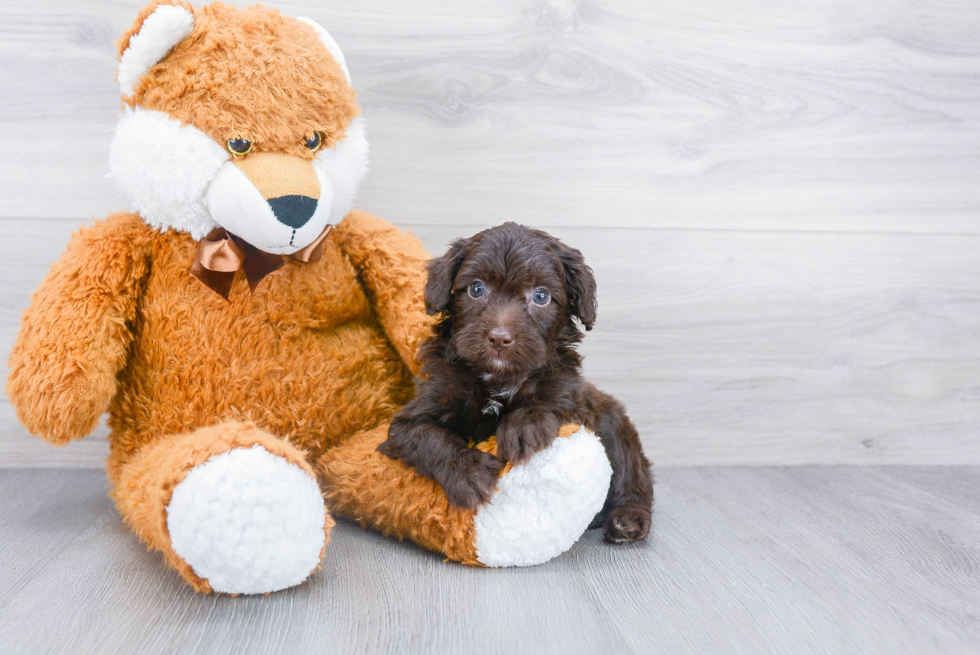 Mini Aussiedoodle Pup Being Cute