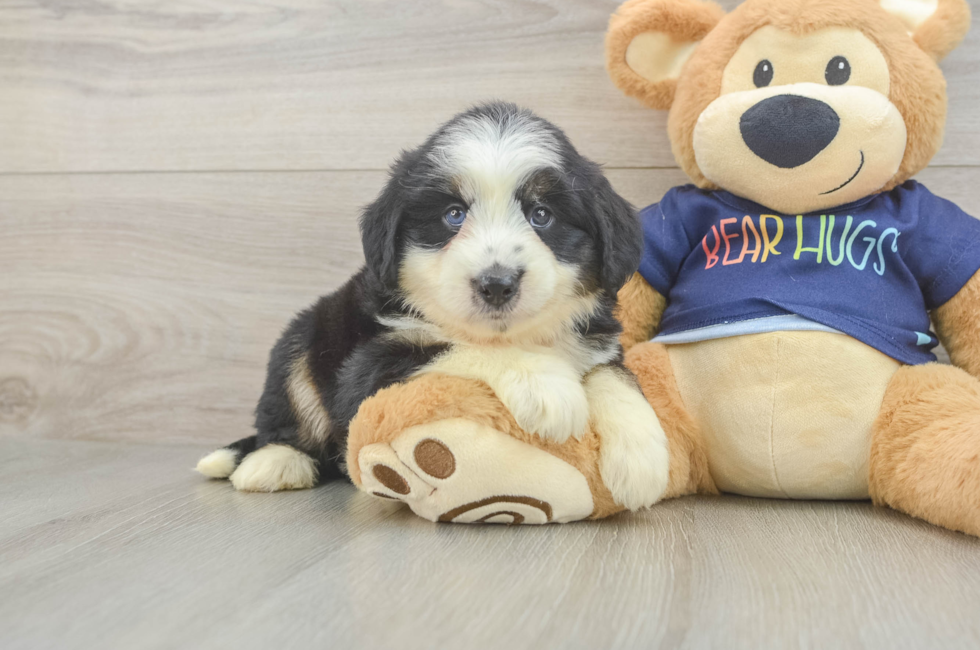 5 week old Mini Aussiedoodle Puppy For Sale - Premier Pups