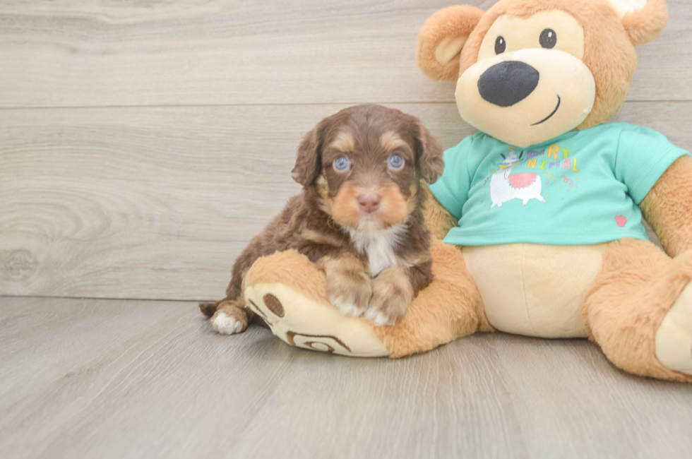 6 week old Mini Aussiedoodle Puppy For Sale - Premier Pups