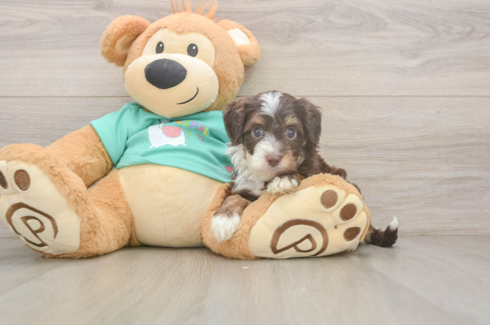 5 week old Mini Aussiedoodle Puppy For Sale - Premier Pups