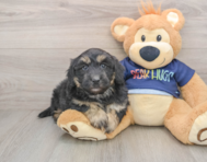 5 week old Mini Aussiedoodle Puppy For Sale - Premier Pups