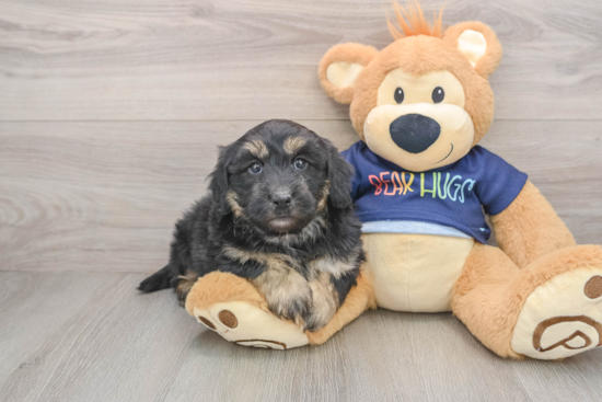 Hypoallergenic Aussiepoo Poodle Mix Puppy