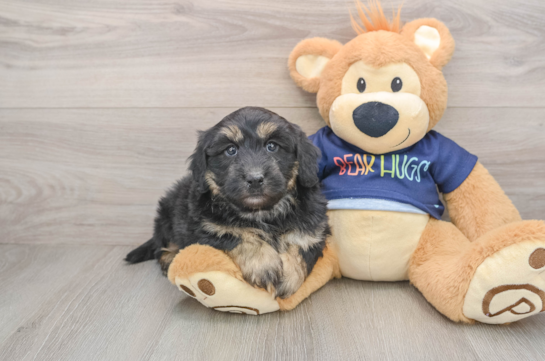Hypoallergenic Aussiepoo Poodle Mix Puppy