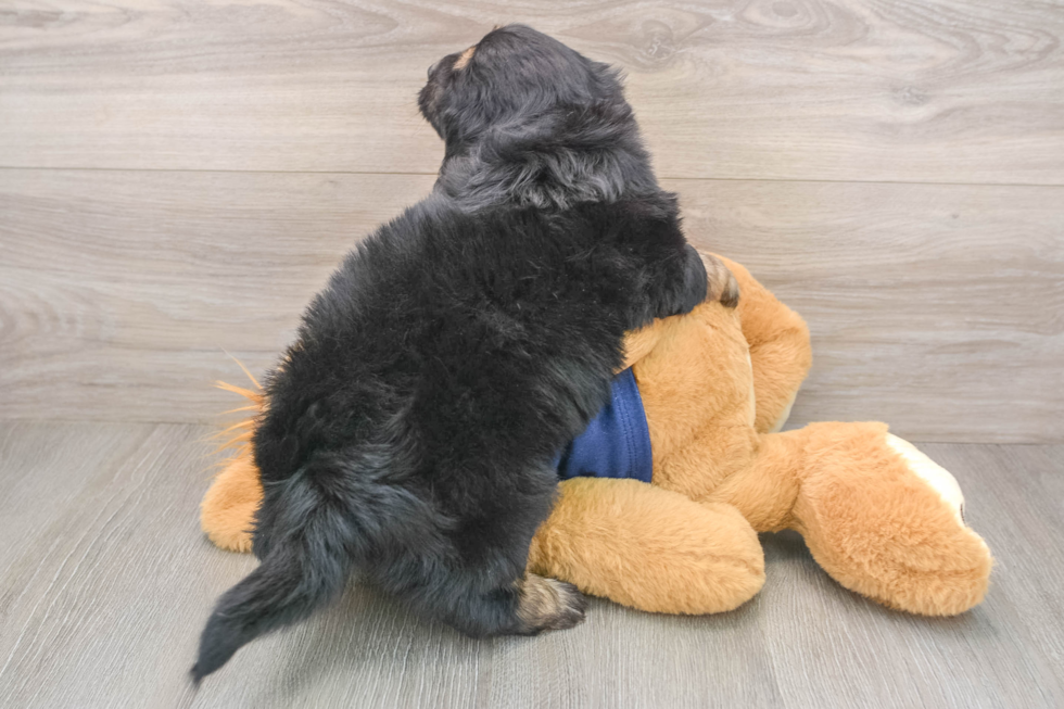 Smart Mini Aussiedoodle Poodle Mix Pup