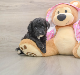 7 week old Mini Aussiedoodle Puppy For Sale - Premier Pups