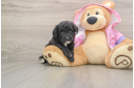 Mini Aussiedoodle Puppy for Adoption